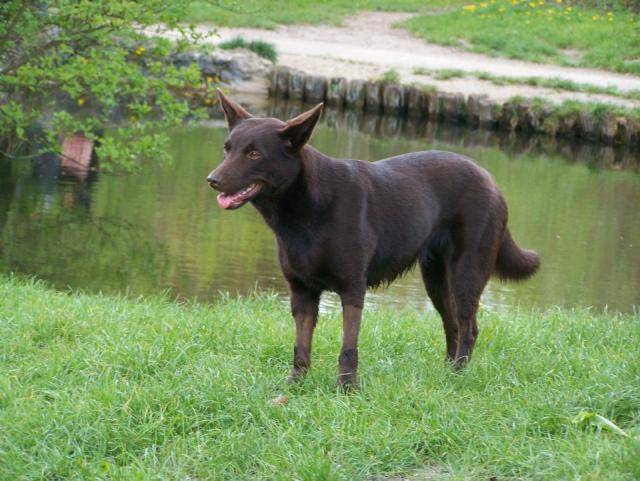 Enjie Kelpiebrink Australian Kelpie Show Cane Pastore Australiano Kelpie
