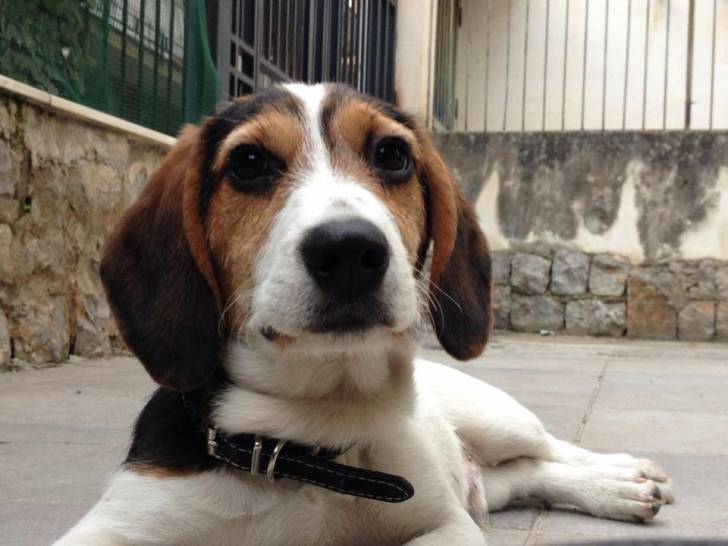 Dream Cane Beagle Harrier