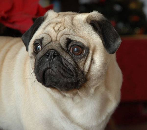 Carlin fauve � masque noir: Cane Carlino