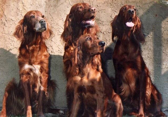 Four Generations: Cane Setter irlandese rosso