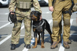 Un Rottweiler utilisé par des militaires