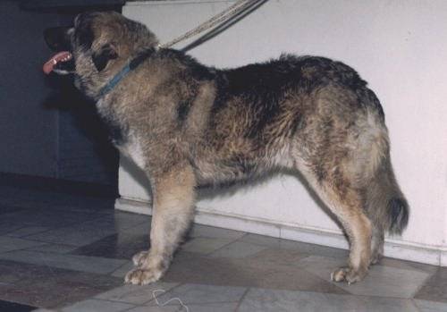 Chien De Berger Roumain Des Carpathes Cane Pastore Dei Carpazi