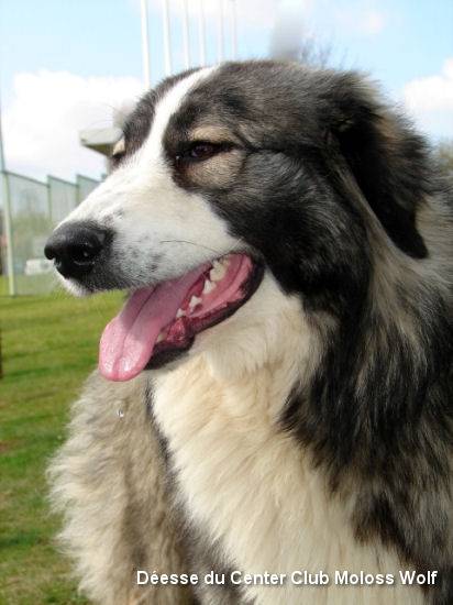 Chien De Berger Roumain Des Carpathes Cane Pastore Dei Carpazi