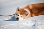 Un Akita Inu allongé dans la neige