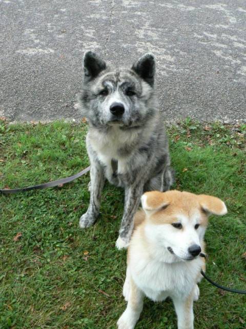Daiko Et Akira Cane Akita Inu
