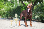 Un Dobermann marron qui se tient près de plusieurs trophées